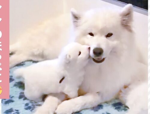 ママのホッペ大好き❤️ 甘えん坊のサモエド子犬【PECO TV】
