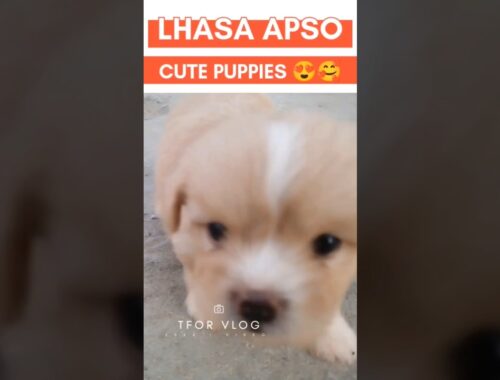 Lhasa apso cute puppies 🥰🥰🥰 #youtubeshorts #cutepuppy #dog