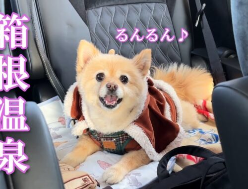 【箱根】男5人旅！ 2024年3月オープンの愛犬と泊まれる宿が最高でした！