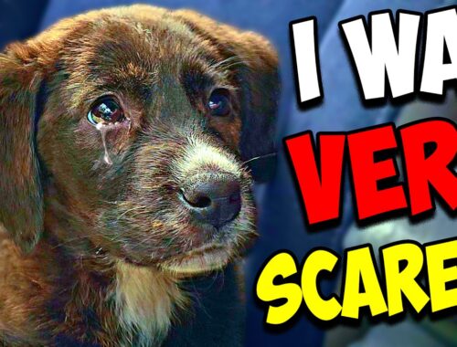 Abandoned Puppy Was Struggling to Survive Alone in the Rain