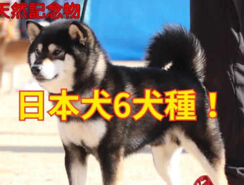 日本犬の種類を解説！日本犬について知りたい方必見！