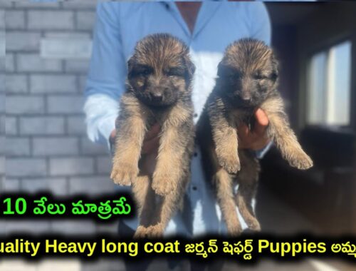 top quality German shepherd puppies for sale in telugu/ 81792 31142 /aj pets