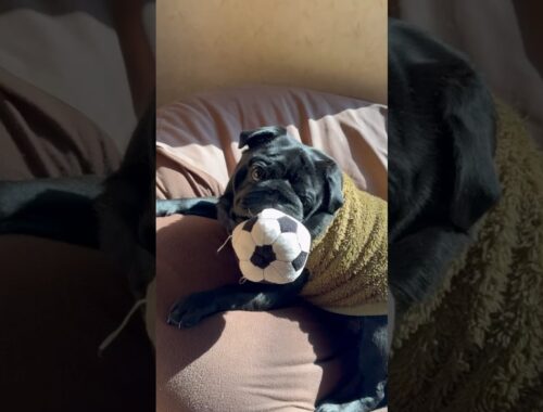 サッカーボールを咥えて離さない黒パグ!!A black pug that holds a soccer ball in its mouth and won't let it go!