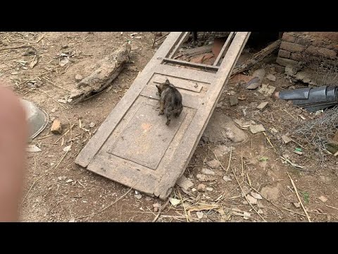 Cute puppies are playing and breasting! Funny moment with cute puppies and naughty cat.