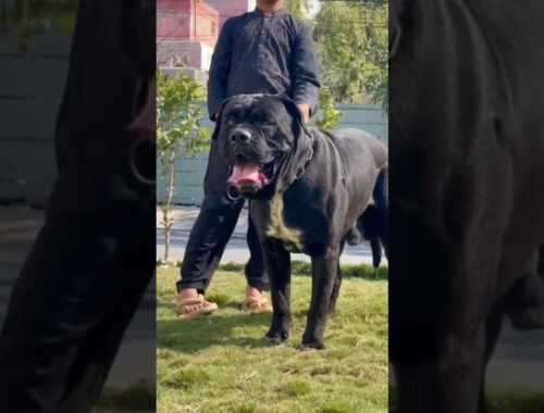 Giant Cane Corso #dogbreed #germanshepred #dogcompetitions #germanshepherd #blackgerman #dogevents