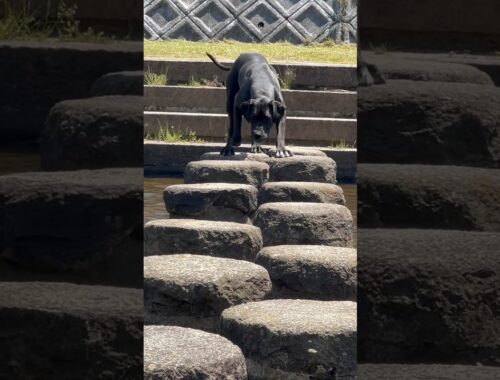 優しい巨人 グレートデン クィーンちゃん❤︎ 大型犬 超大型犬 保護猫 多頭飼育 渡辺ボス ニューファンドランド  キジトラ サバトラ 犬好き 猫好き