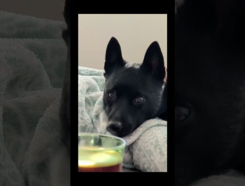 Meet Truffle: The Ultimate Morning Relaxation Buddy 🐾☕️ #dog #dogsofyoutube #schipperke