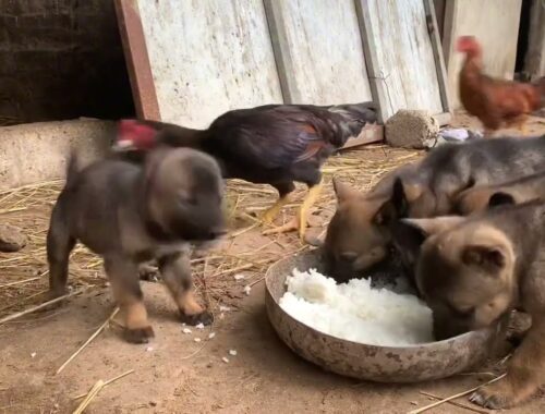 Feeding Cute Puppies and Their mama Dogs Among Hungry Chickens. Funny Moments with Cute Animals