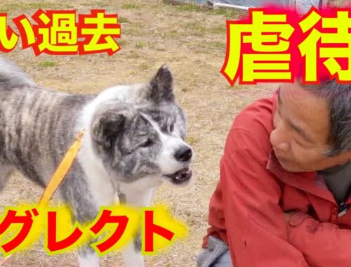 【秋田犬】虐待と経験不足からのロックオンと散歩の問題行動