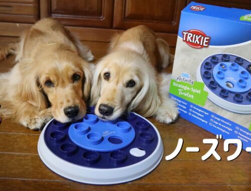 犬が知育玩具でひたすら遊ぶ動画！ノーズワークに夢中 TRIXIE Dog Activity Twister