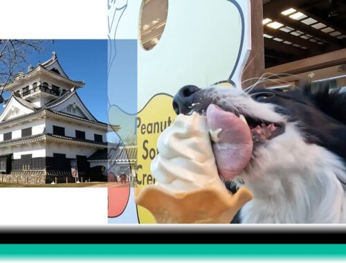 Dog relieved to have soft serve ice cream when traveling [Rescued Border Collie, 3rd year]●ボーダーコリー