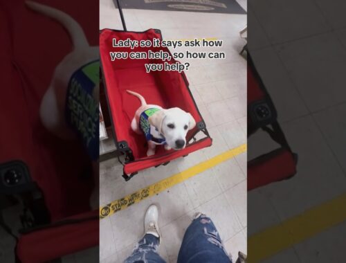 Wholesome moment with service puppy how to help!!!! #puppy #sdit #dog #youtubeshorts #shorts #fyp