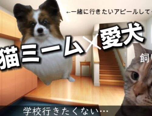 【猫ミーム】学校がある日のパピヨン犬と飼い主の日常【犬ミーム】【パピヨン】