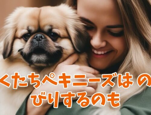 #ペキニーズ  #Pekinese dog 🐕 可愛い犬 イヌ いぬ 小型犬