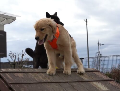 甲斐犬 vs Golden Retriever in Dog -run