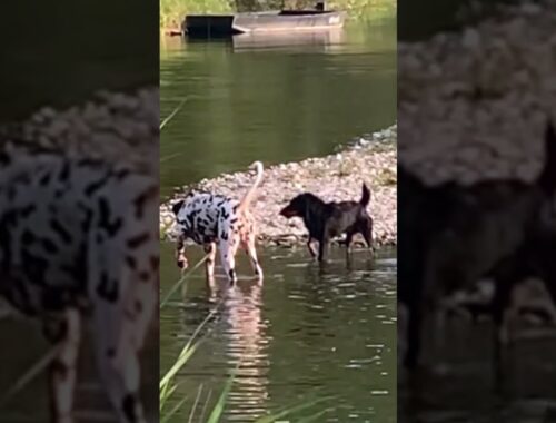 Jagdterrier vs Dalmatian  #dogshorts #dogs #2024shortvideo #2024 #2024shortvideo #dalmatiner #water