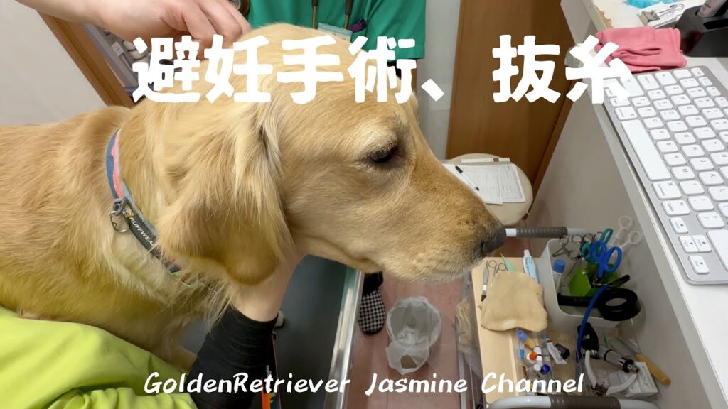 【ゴールデンレトリバー】ジャスミン、避妊手術の抜糸 【ゴールデンレトリバー】ジャスミン、避妊手術の抜糸