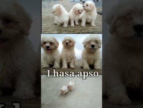 Lhasa apso puppies for sale in delhi | #lhasaapso  #shorts