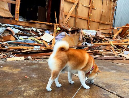 被災51日目。全壊した自宅が解体され始めたことで、52日ぶりに大好きな2階を見ることができた柴犬