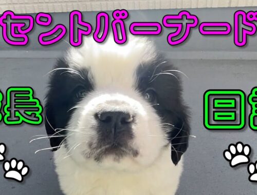 セントバーナード 成長日記 子犬編 saint bernard puppy BIG DOG CAFE