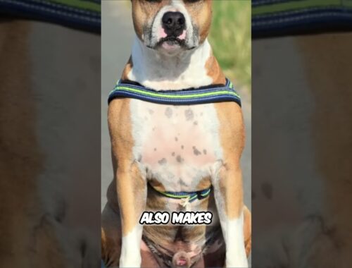 American Staffordshire Terrier vs American Pit Bull Terrier - Key Differences and Characteristics