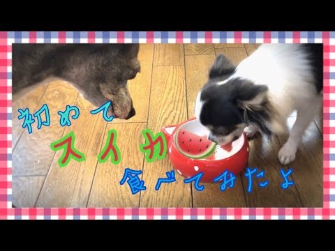 初めてスイカを食べたチワワとイタリアングレーハウンド（イタグレ） ～Chihuahua and Italian Greyhound ate their first watermelon～