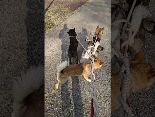 四国犬✕２と甲斐犬紀州犬の散歩#日本犬 #いぬのいる生活 #いぬのきもち
