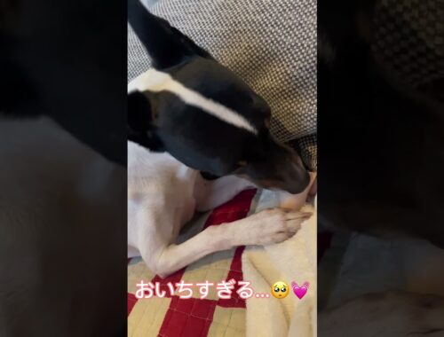 はらぺこな『日本テリア』つむぎ。ラムレッグのおやつを食す。#日本テリア #japaneseterrier #dog #shorts