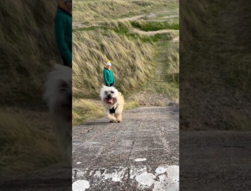 Cairn Terrier dog thinks he’s on the Gladiators travelator