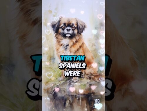 3 Fun Facts About Tibetan Spaniel Dogs #shorts #dogfacts #tibetanspaniel #doglovers
