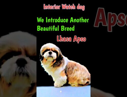 Lhasa Apso 101: A Comprehensive Guide to the Lovable Tibetan Breed!🥺||#shorts