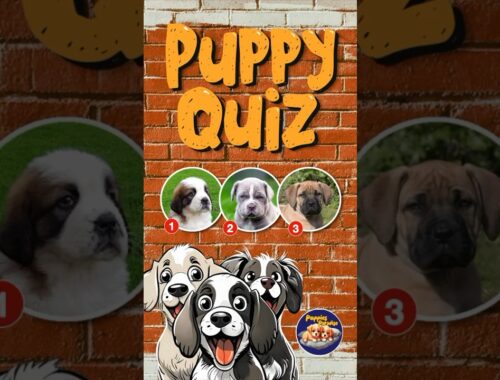You’re a puppy expert if you can pick the NEAPOLITAN MASTIFF! 🐶#puppyquiz