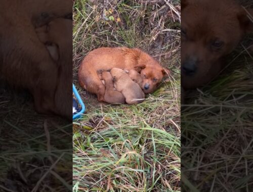She & her Newborn puppies struggled to survive in frozen cold in the field After abandoned