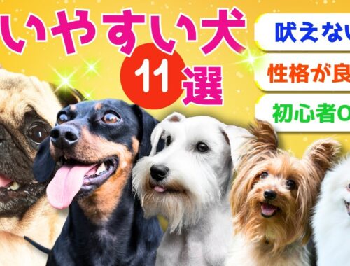 【保存版】トリマーが教える！飼いやすい犬11選【初心者OK！】