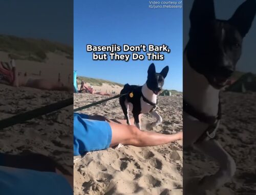 Basenjis Can't Bark, but They Do This #dogs