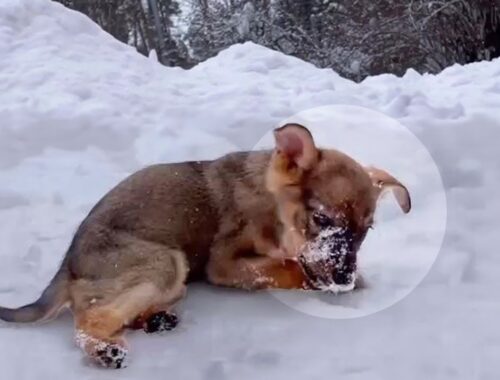 Crying and struggling in the snow, the puppy did not expect the tourist  to do that