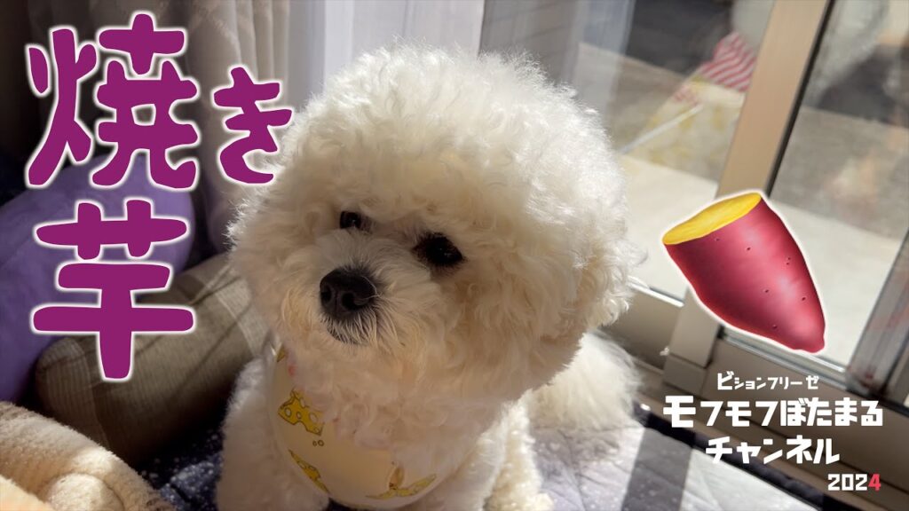 ママの美味しい焼き芋が食べたいやつ 【犬・芋】 #ビションフリーゼ #芋 #焼き芋 ママの美味しい焼き芋が食べたいやつ 【犬・芋】 #ビションフリーゼ #芋 #焼き芋