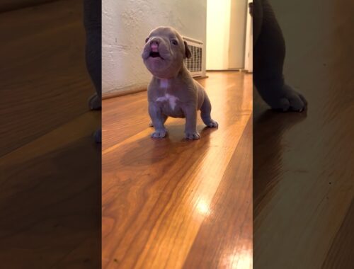 Tiny Frenchie Terrorizes His Lazy Brother l The Dodo #thedodo #animals #dogs
