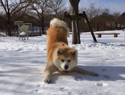秋田犬パティ　雪遊びの思い出☃️💕フットワークが素晴らしい👏雪が似合う❄️🥰