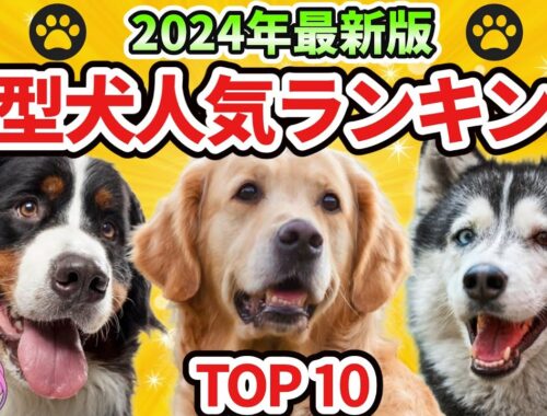 【2024年最新版】大型犬人気ランキングTOP10　それぞれの性格や特徴も紹介！
