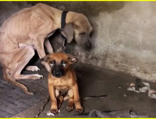 Mother Dog Tearfully Took Her Last Breath after Her Only Remaining Puppy Was Safe