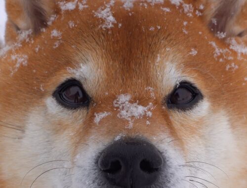 柴犬ハチ、大雪で久々にこうなる。