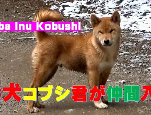 新入柴犬コブシとグンとイチカと山散歩です⛰️（Shiba Inu Kobushi, Gun and Ichika）【Samurai dog TV】