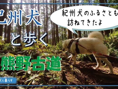 紀州犬と熊野地方を訪ねてきました。【第36回】