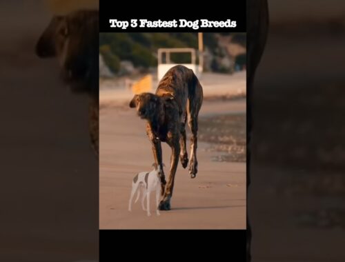 Top3 Fastest Dog Breeds