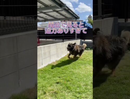 【超大型犬】　ショート 爆走　Leonberger　レオンベルガー ＃レオンベルガー  #dog #犬のいる暮らし #大型犬