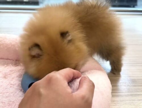 【たぬき顔ポメラニアン 2024.2.25撮影】毛量爆毛のもっこもこポメラニアンの子犬が遊び回る動画です♪