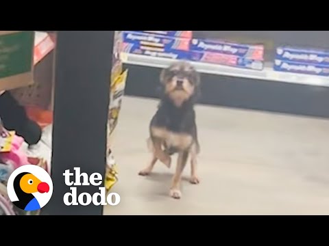 Guy Finds A Stray Dog Inside Dollar General | The Dodo