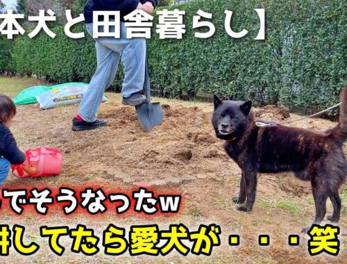 【日本犬と田舎暮らし】畑耕してたら愛犬がこうなったw