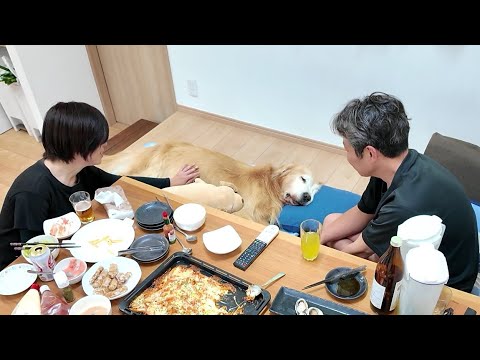 大好きだった場所で大好きだった時間を。最後の家族団欒を。【Golden Retriever japan】